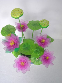 荷花争艳